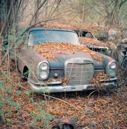 Photo Print  Yury Rachkov - The Leaf-Covered Legend