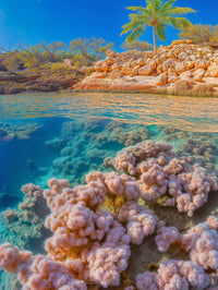 Art Print BonsAI - The Wanderer's Bay